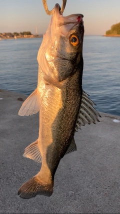 セイゴ（マルスズキ）の釣果