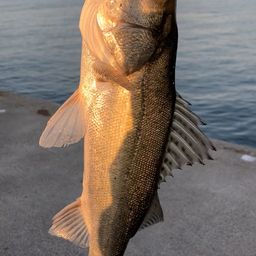 セイゴ（マルスズキ）