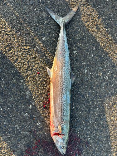 サワラの釣果