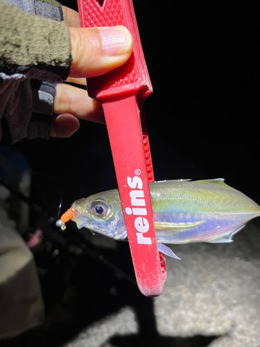 東京湾（アクアライン〜富津）