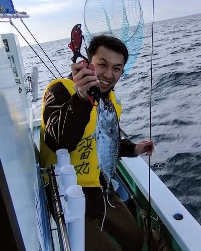 スマガツオの釣果