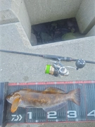 アイナメの釣果