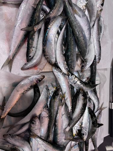 マイワシの釣果