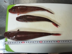 ホウボウの釣果