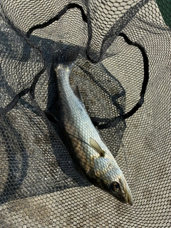 ハネ（マルスズキ）の釣果