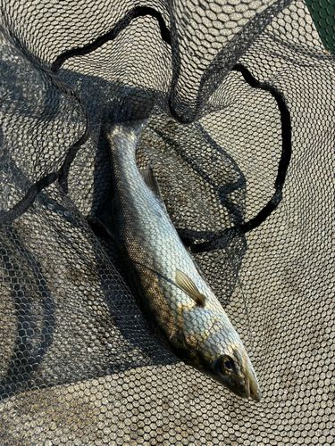 ハネ（マルスズキ）の釣果