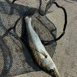 ハネ（マルスズキ）