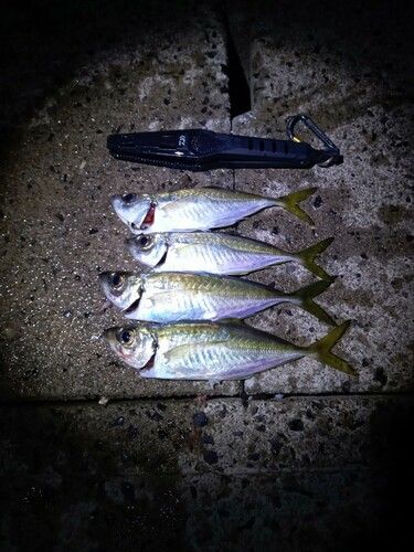 マアジの釣果