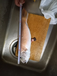 シロアマダイの釣果