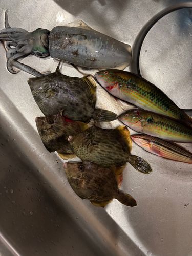 アオリイカの釣果