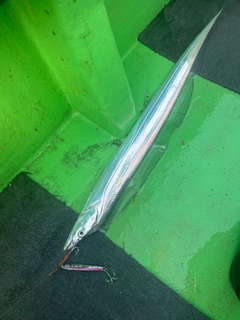 タチウオの釣果