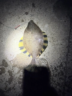 カワガレイの釣果