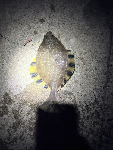 カワガレイの釣果