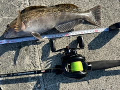 アイナメの釣果