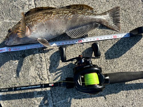 アイナメの釣果