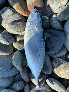 ヒラソウダの釣果