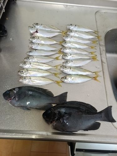 グレの釣果