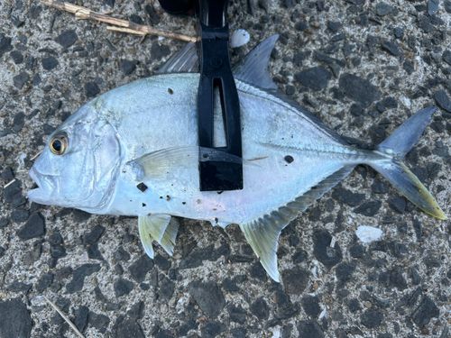 ロウニンアジの釣果