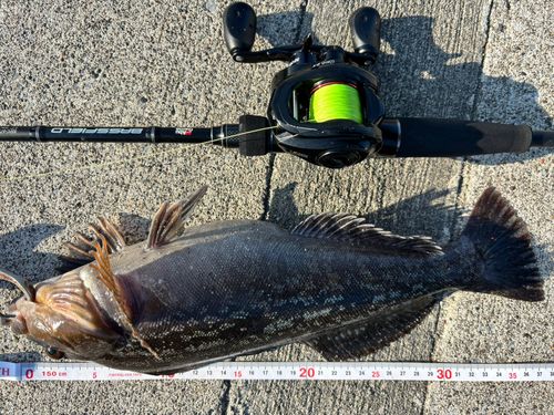 アイナメの釣果