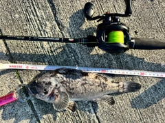 クロソイの釣果