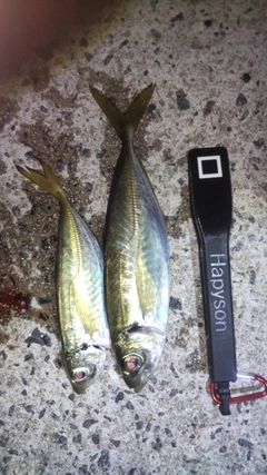 アジの釣果