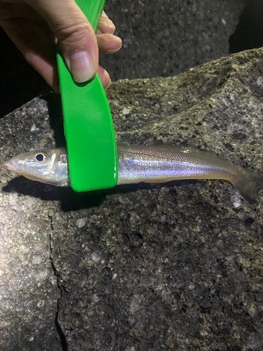 セントレア常滑港前島