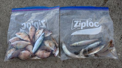 チャリコの釣果