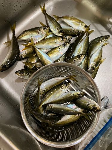 アジの釣果