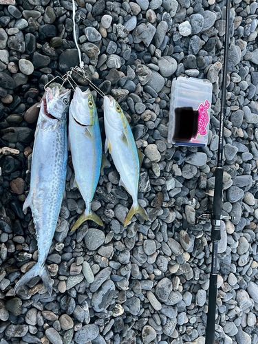 サゴシの釣果