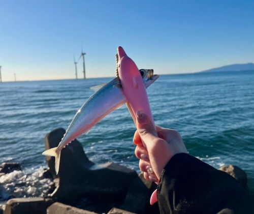 秋田港北防波堤