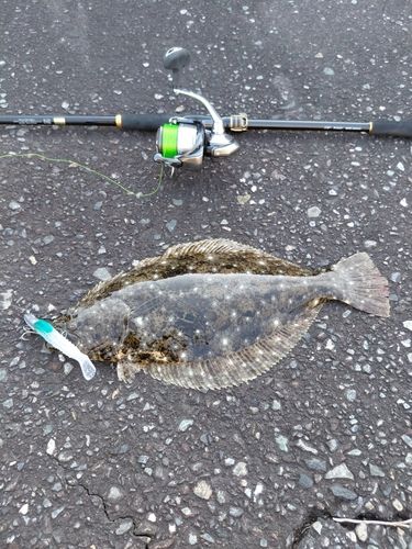 ヒラメの釣果