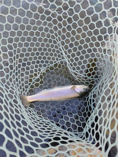 ニジマスの釣果