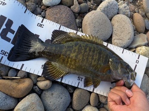 スモールマウスバスの釣果