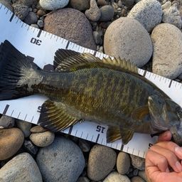 スモールマウスバス