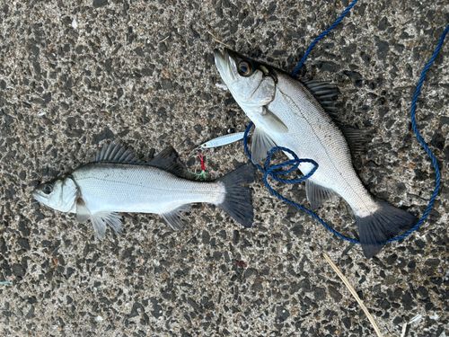 セイゴ（ヒラスズキ）の釣果