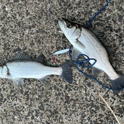 セイゴ（ヒラスズキ）