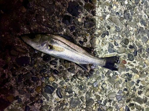 セイゴ（マルスズキ）の釣果