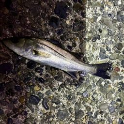 セイゴ（マルスズキ）