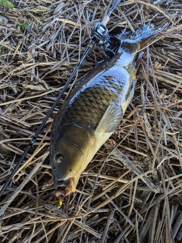 コイの釣果