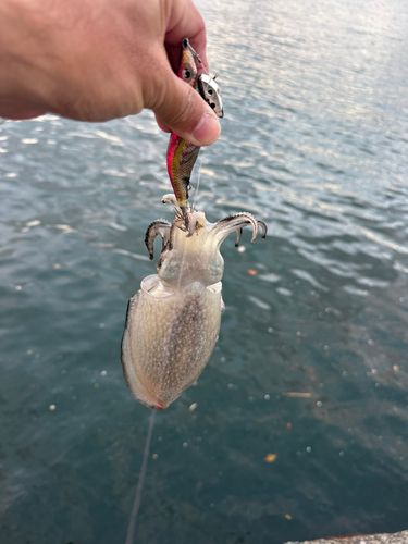 シリヤケイカの釣果
