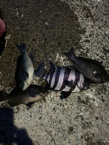 クチブトグレの釣果
