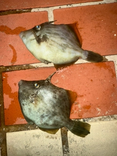 カワハギの釣果