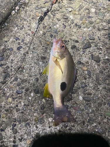 クロホシフエダイの釣果