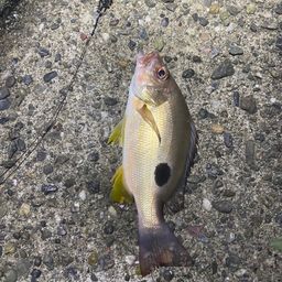 クロホシフエダイ