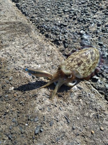 コウイカの釣果