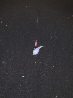 クサフグの釣果