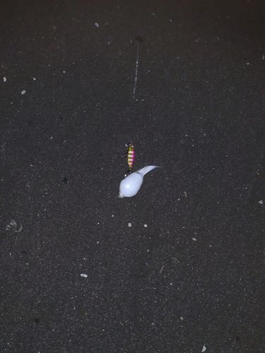 クサフグの釣果