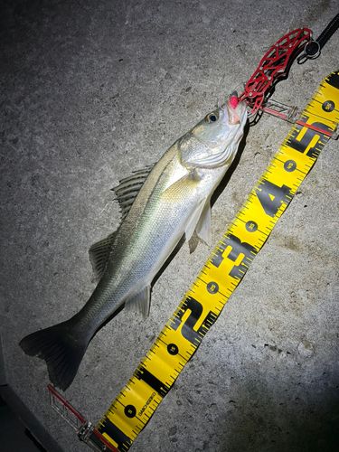 シーバスの釣果