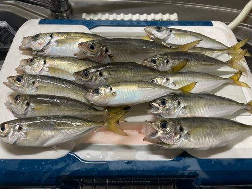 アジの釣果