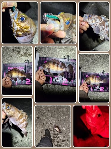 ムラソイの釣果